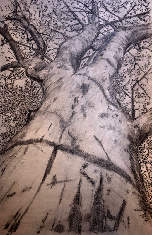 Eucalyptus tree